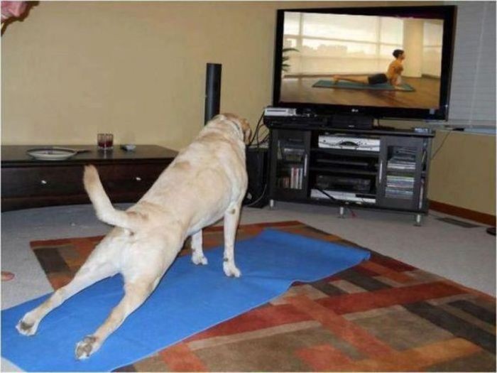 Yoga... cún.